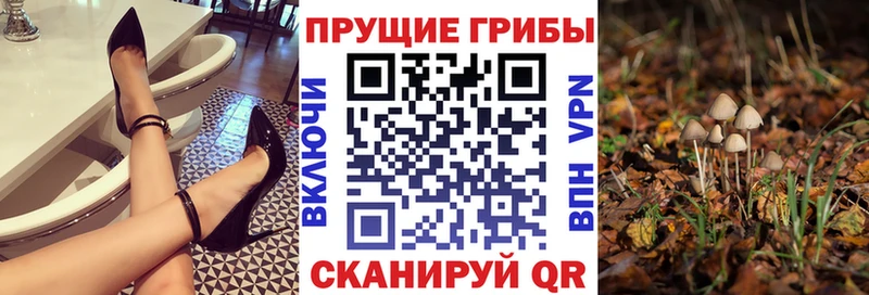 Псилоцибиновые грибы Psilocybe где купить Татарск